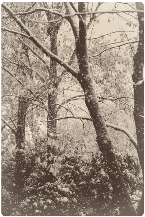 Fall Snow